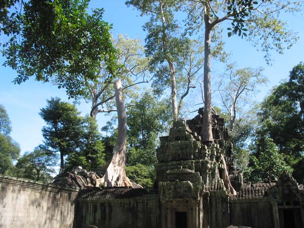 träd i Ta Phrom