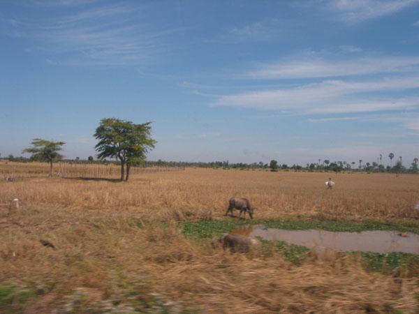 rice field - risfält