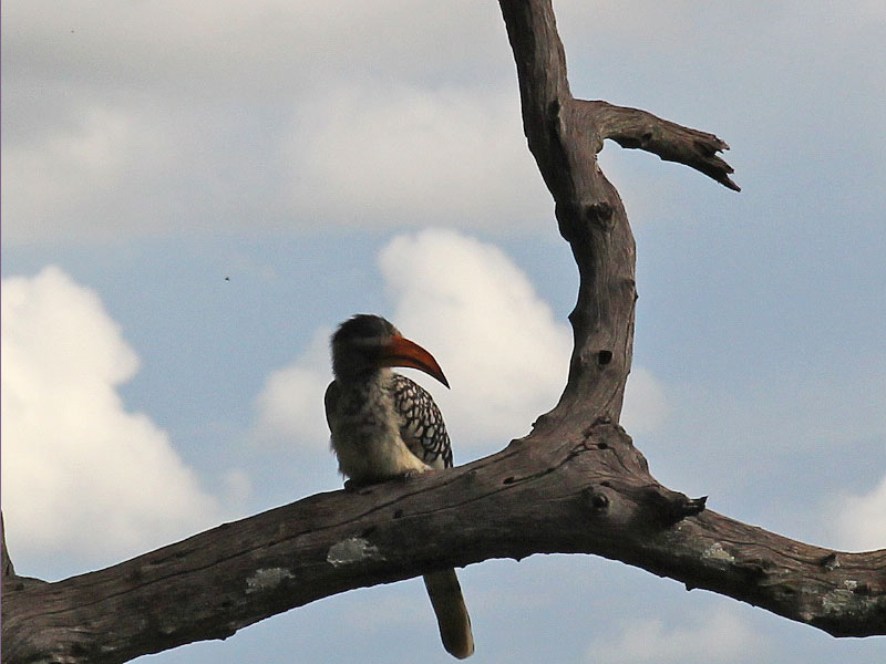 hornbill