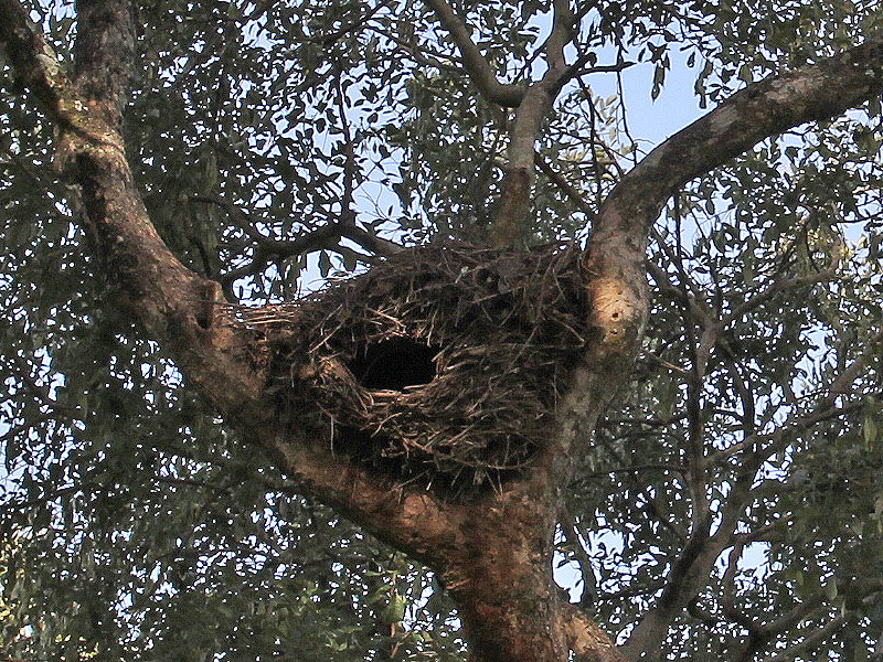 nest