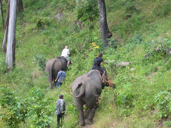 Elefanter i buskage