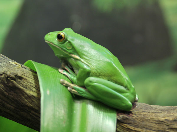 frog