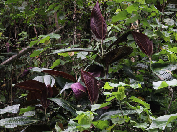 miconia