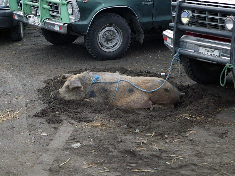 pig