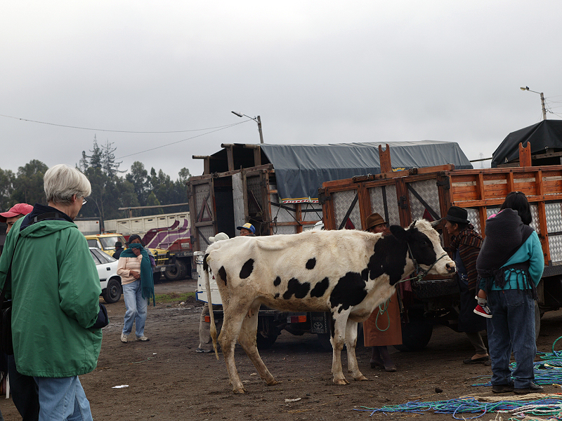cow