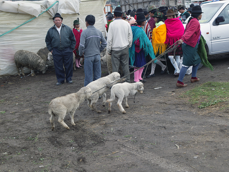 lamb