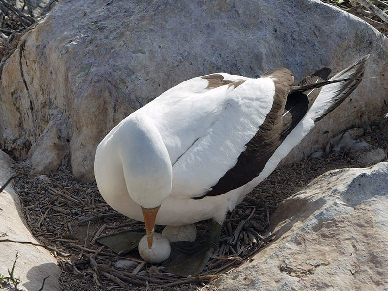 egg
