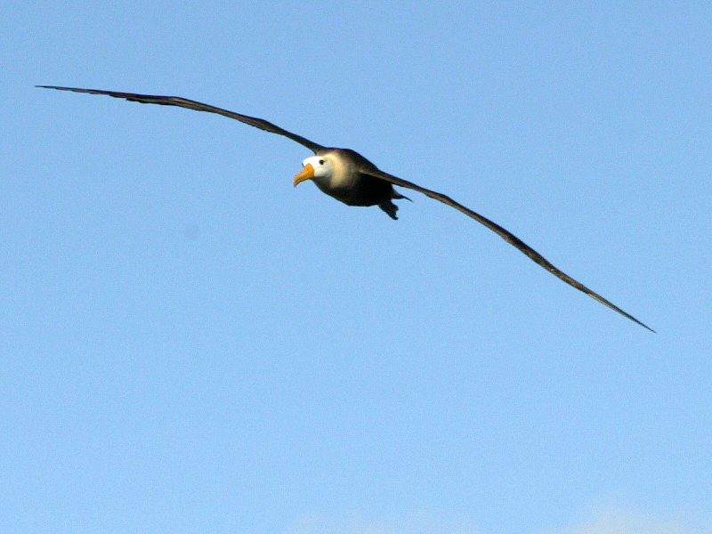 fly