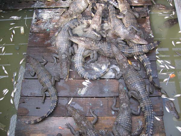 crocodiles