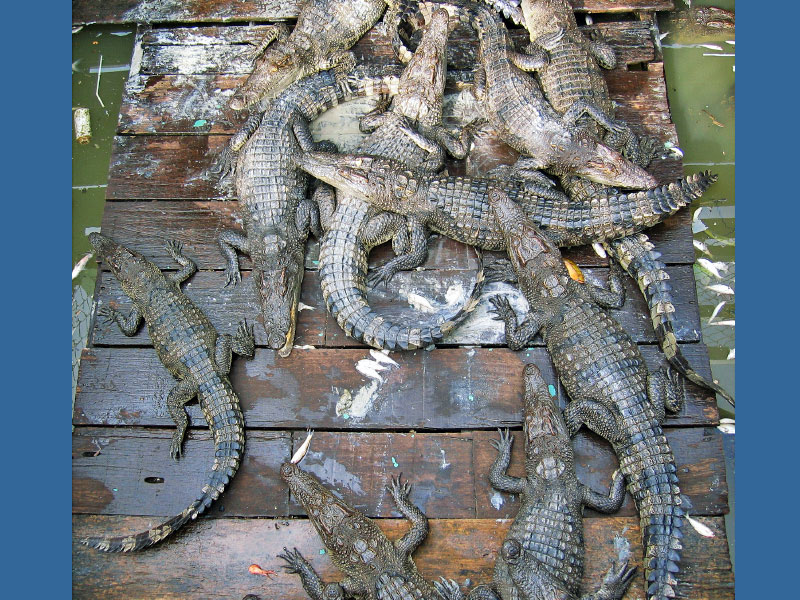 croc