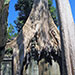 root