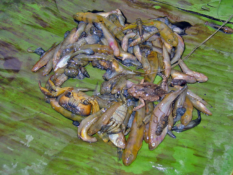 fish