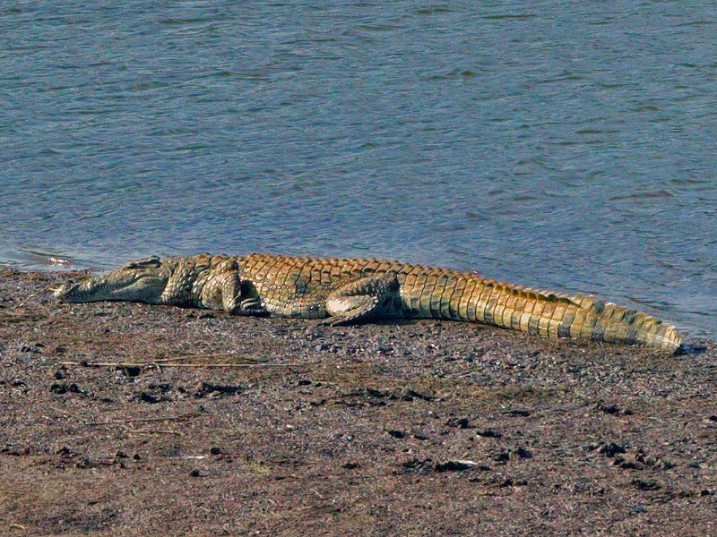 croc
