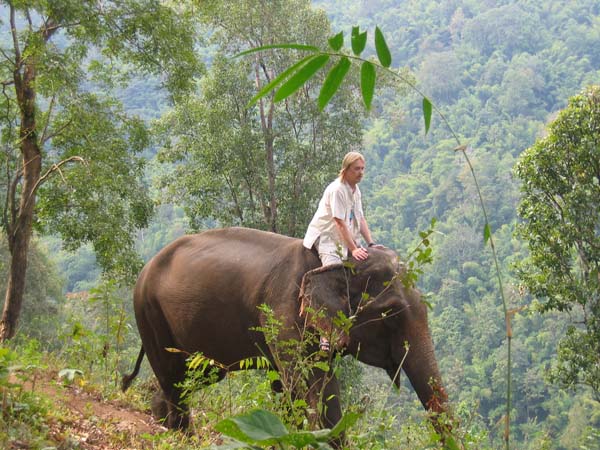 elefant på väg till mat