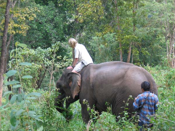 Elefant har hittat mums!