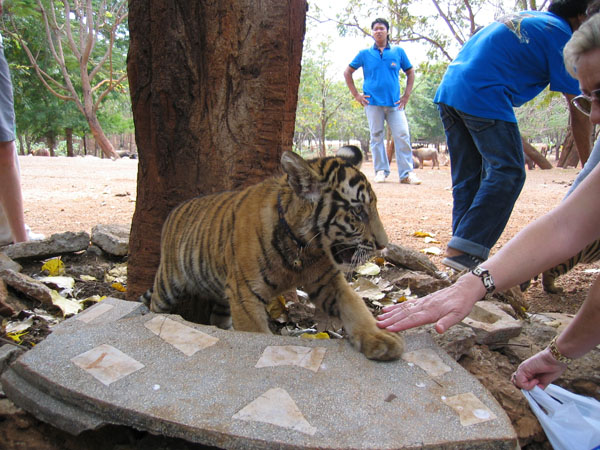 tiger2