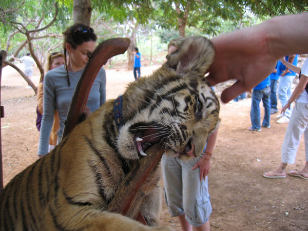 tiger3