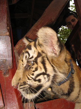 tiger4