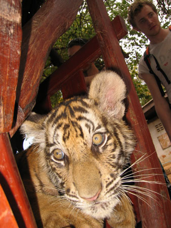 tiger5