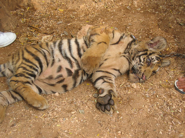tiger9