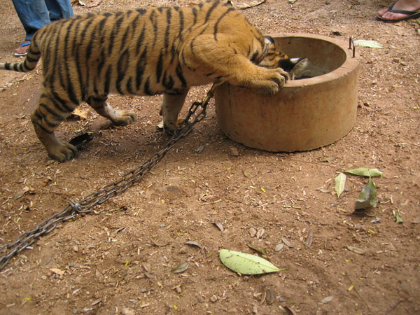 tigerfood