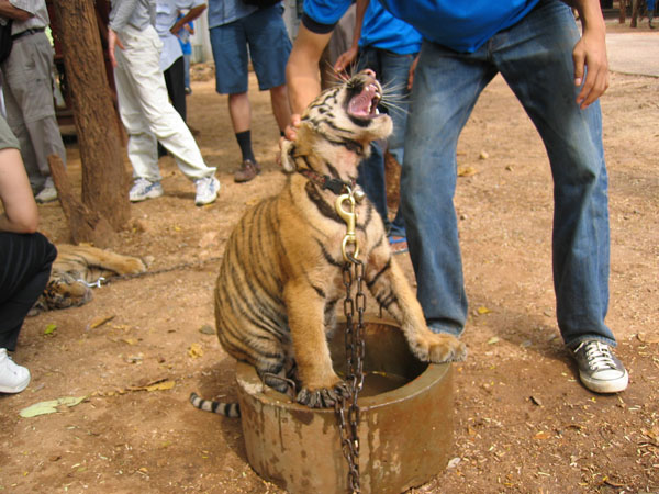 tigerfood