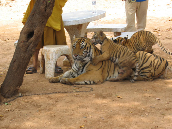tigerochungar