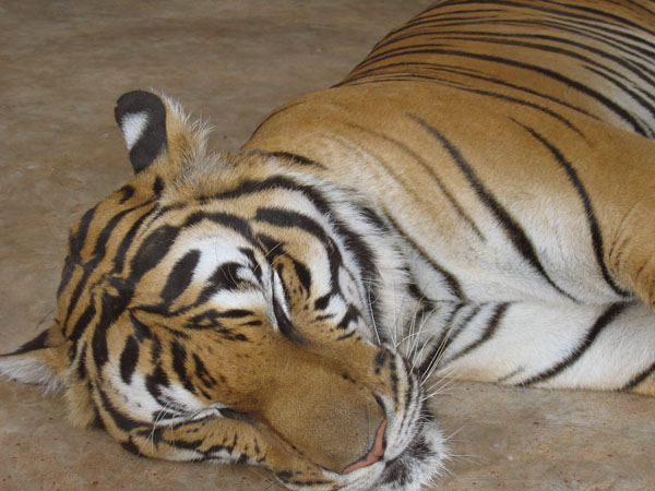 tigersömn