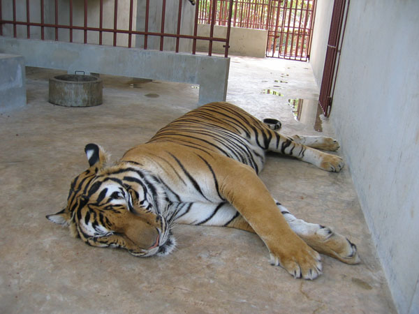 tigerstor