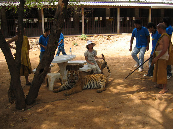 tigerturist1