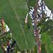 spid