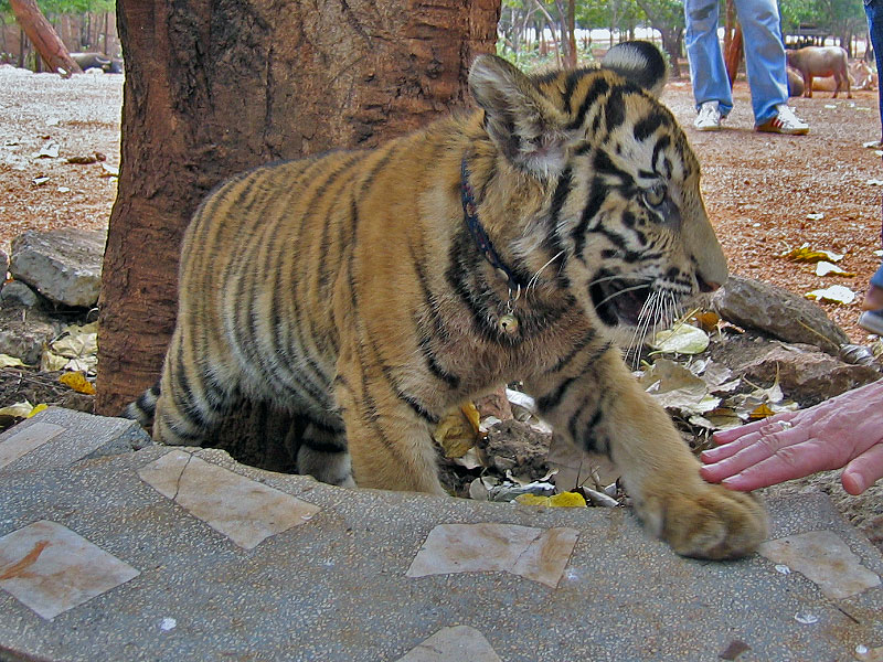 cub