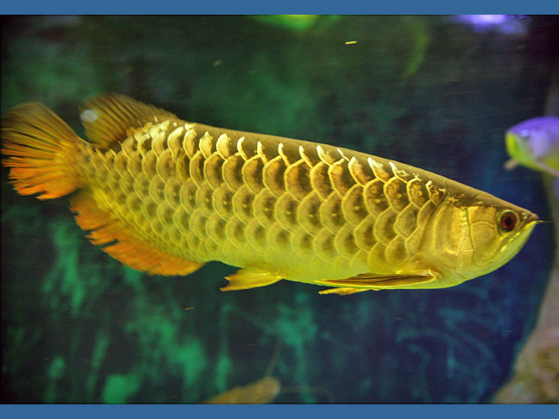 fisk