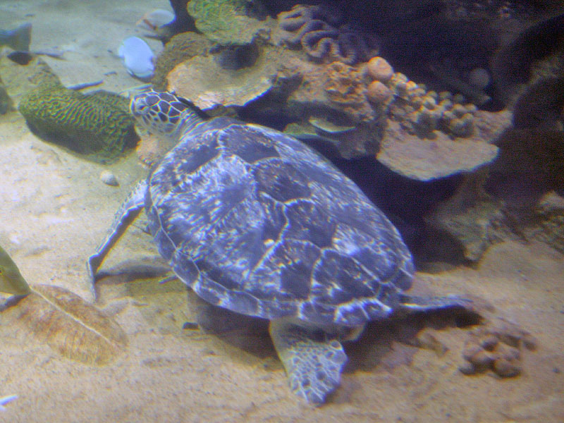 turt