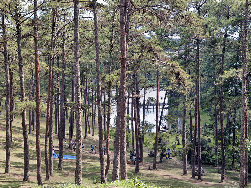 skog