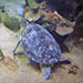 turt