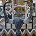 bull