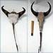horn