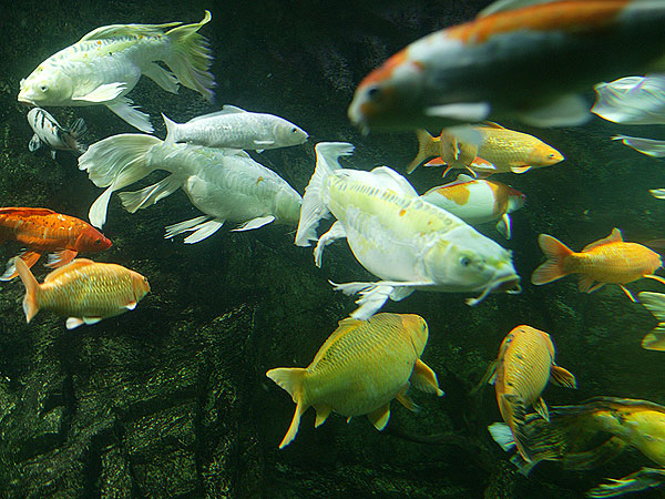 nha trang
