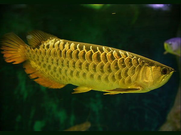 nha trang