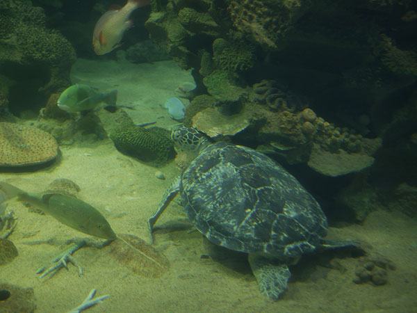 nha trang